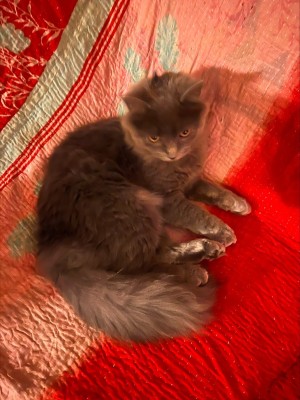 Photo of Bibble