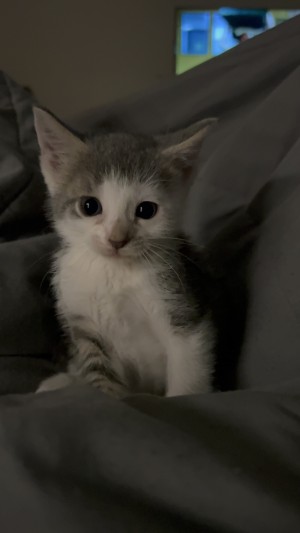 Photo of Miso