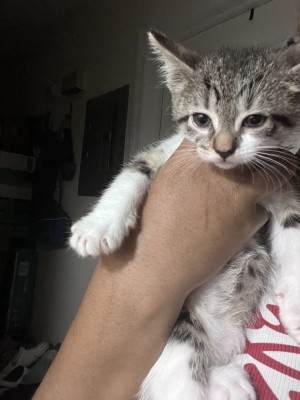 Photo of Twinkie