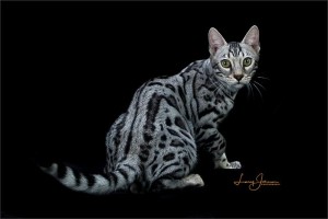 Photo of Django