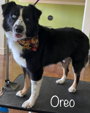 Photo of Oreo