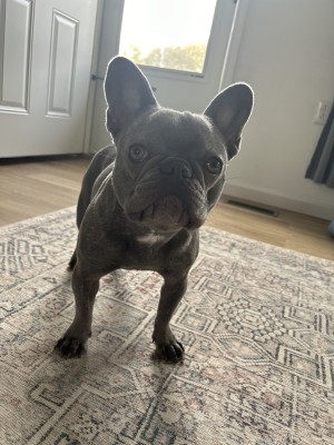 Photo of Daisy