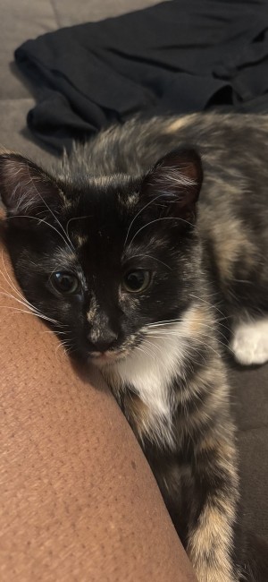 Photo of Mochi