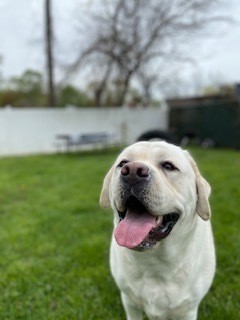 Photo of Scooby