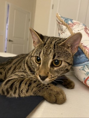 Photo of Simba