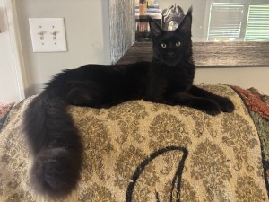 Photo of Batman