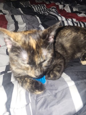 Photo of Sheba