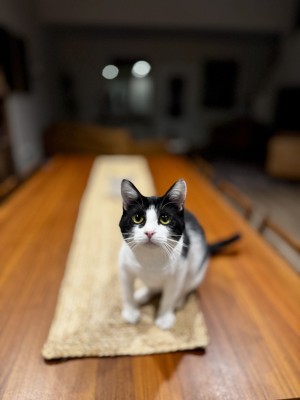 Photo of Mavis