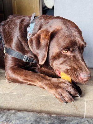 Photo of Bongo