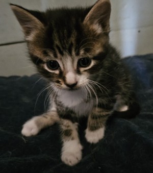 Photo of Mocha