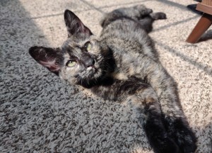 Photo of Honey