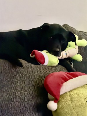 Photo of Harley