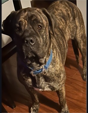 Photo of Lady