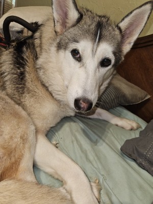 Photo of Nimeria