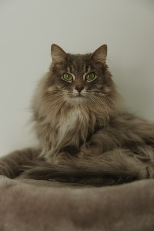 Photo of Willow
