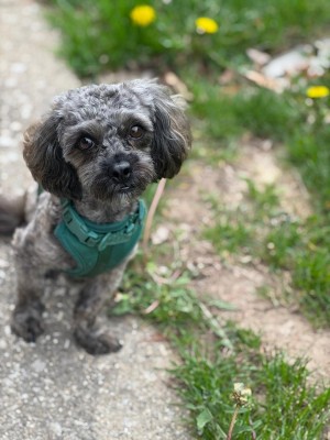 Photo of Ranger