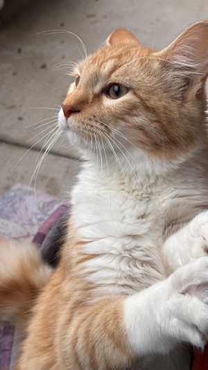 Photo of Leo