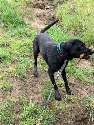 Photo of Charlie