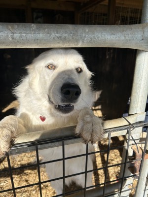 Photo of Dolly