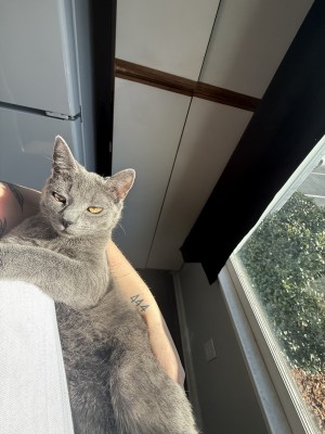 Photo of Shadow