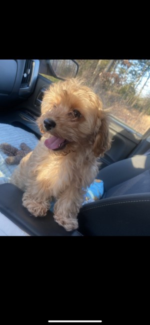 Photo of Prada