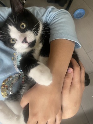 Photo of Mittens