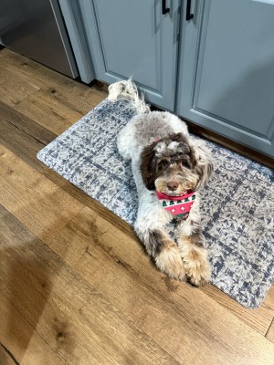Photo of Maple