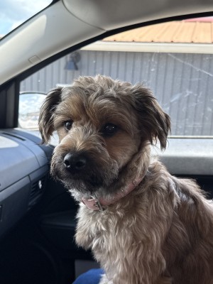 Photo of Honey