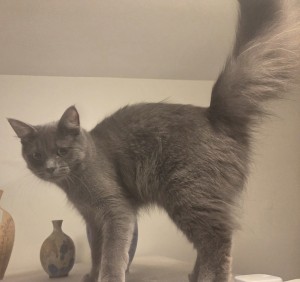 Photo of Puff
