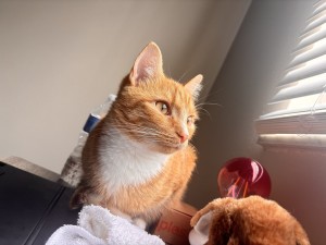 Photo of Milo