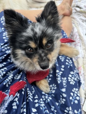 Photo of Juju