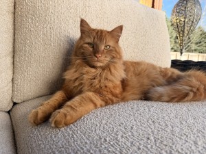 Photo of Ralphie