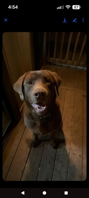 Photo of Bear