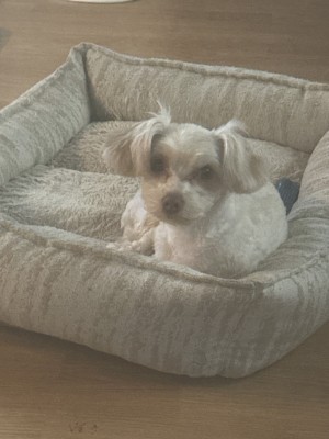 Photo of Remi And Roxi
