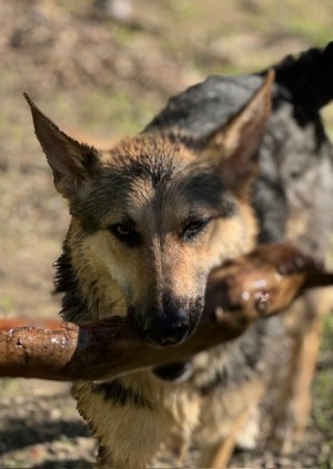 Photo of Nala