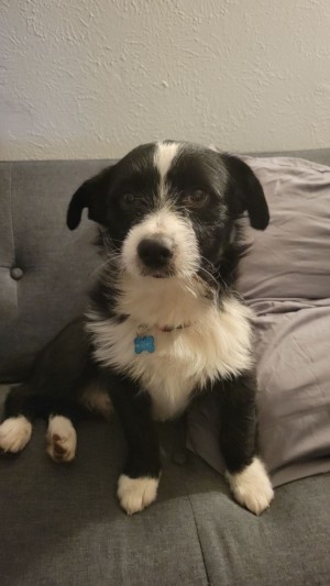 Photo of Clyde