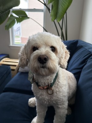 Photo of Max