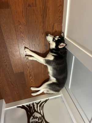 Photo of Bella