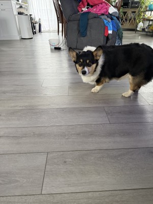 Photo of Marshmallow