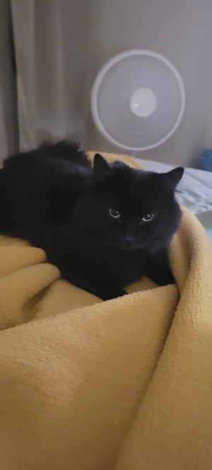 Photo of Stitch