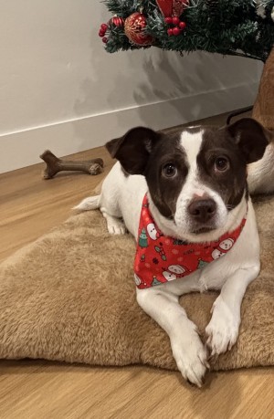 Photo of Coco