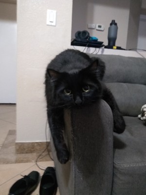 Photo of Bellatrix