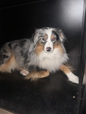 Photo of Klondike