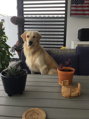 Photo of REX
