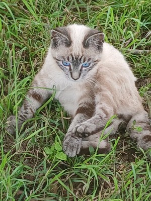 Photo of Lynx