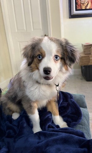 Photo of Pebbles