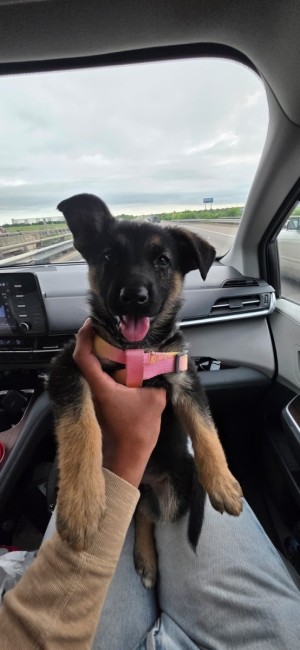 Photo of Bella