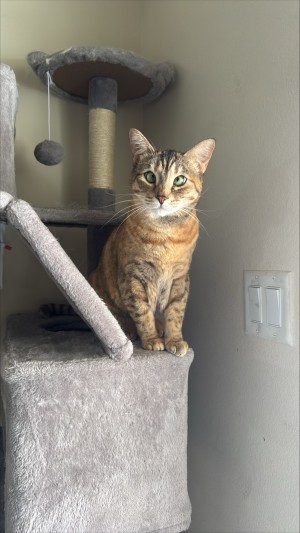 Photo of Cinder