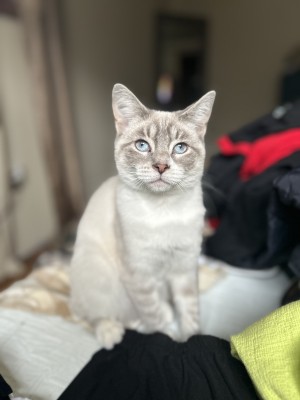 Photo of Baby Kitty