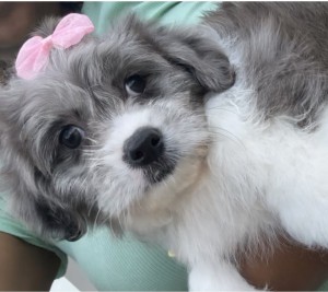 Photo of Cali